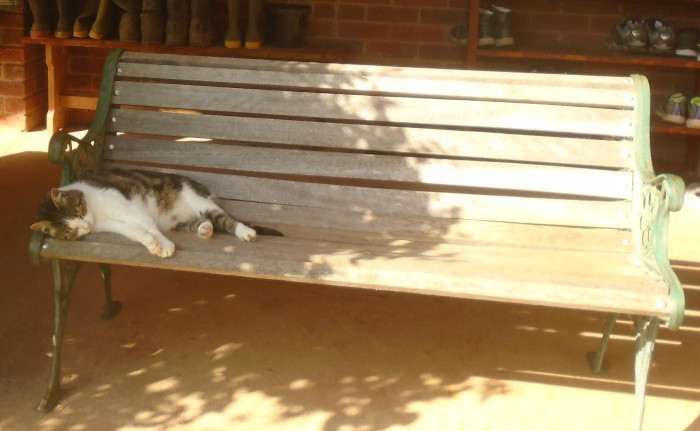 cat on a bench in the shade