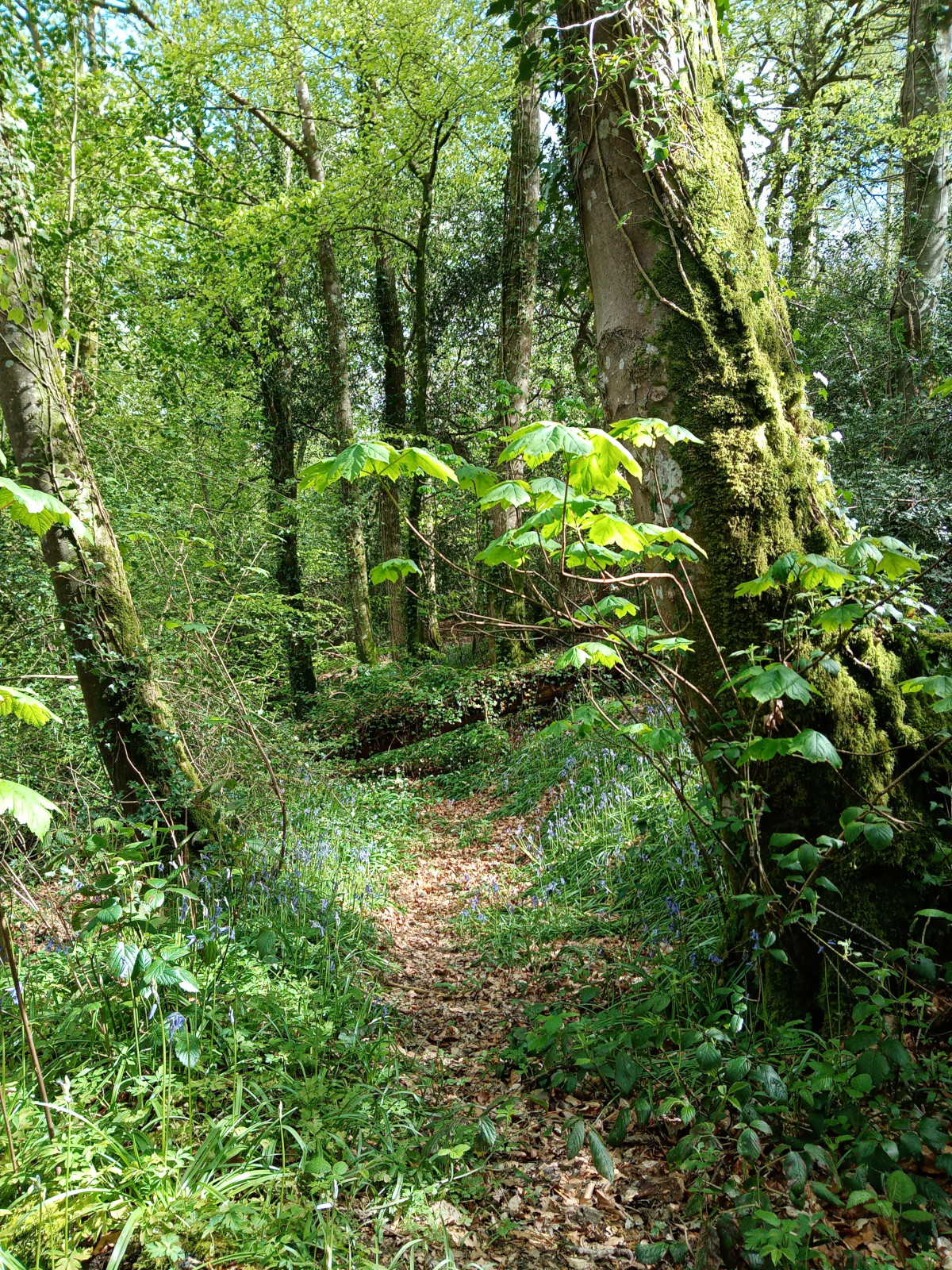 path in coppice