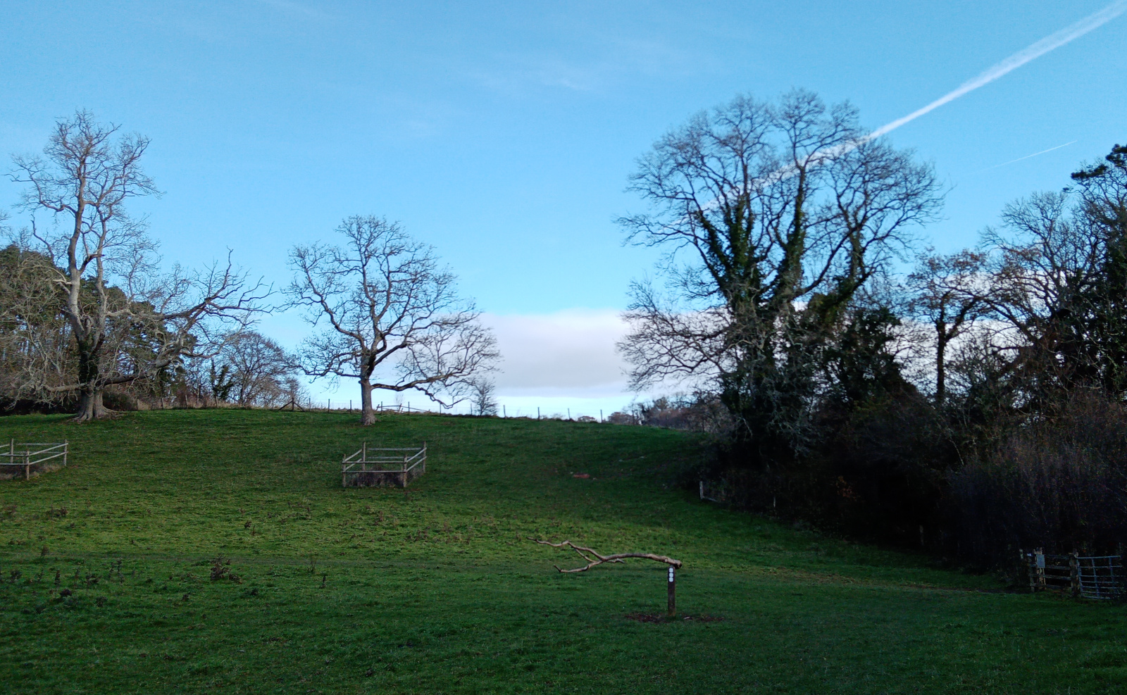 leafless trees, blue sky, Dartington