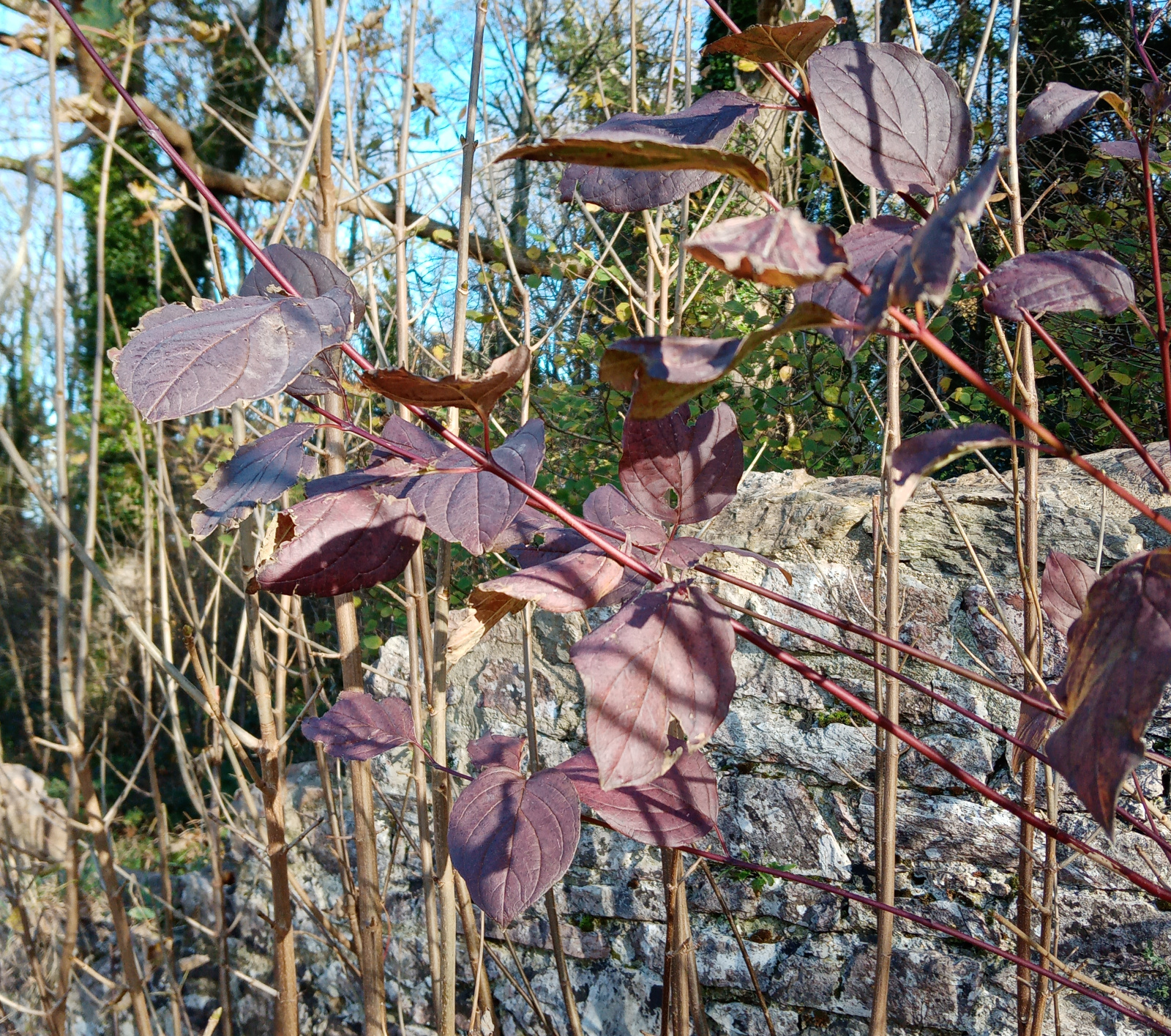 bronze leaves againast stonewall, Dartington