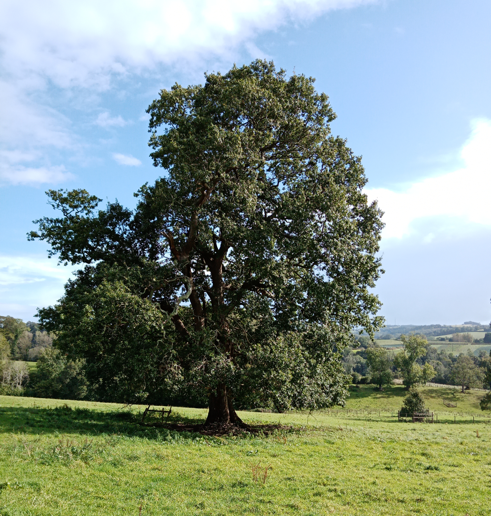 tree by the river, Dartington