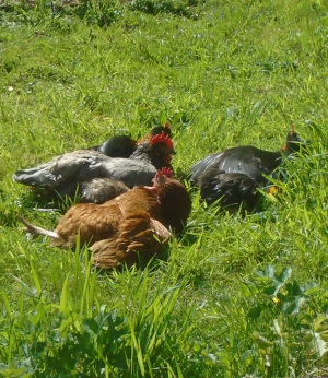 hens resting on lawn