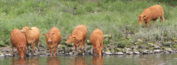 Cows in River Dart, Totnes