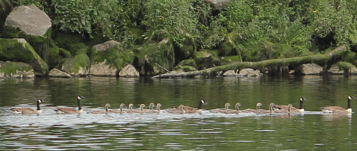 Geese and Goslings River Dart, Totnes