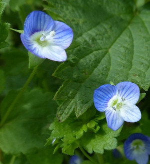 Speedwell, small blue wild flower